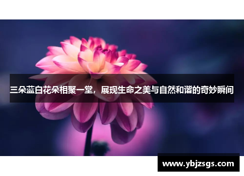 三朵蓝白花朵相聚一堂，展现生命之美与自然和谐的奇妙瞬间